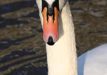 one of the local swans