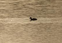 evening sunlight and wildlife on the lake