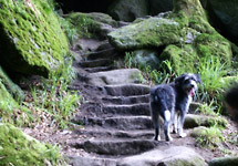 ENTRANCE TO THE FOREST